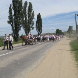 Dulce floare de salcîm