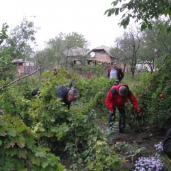 Festivalul Vinului 2012