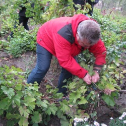 Festivalul Vinului 2012